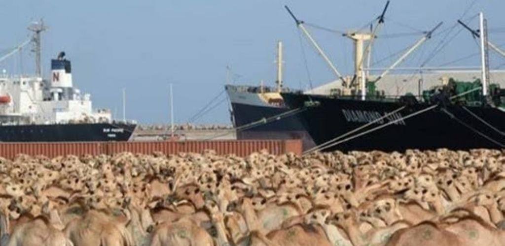 السعودية الان | 100 للأغنام و15 للإبل والأبقار.. تحديد سقف استيراد الأفراد للمواشي | الخليج الان