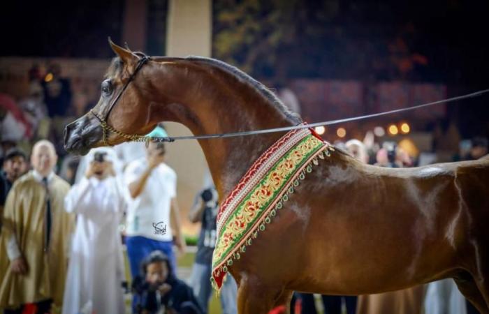 اخبار الرياضة | تقدير ذهبي لإنتاج مربط دبي للخيول العربية