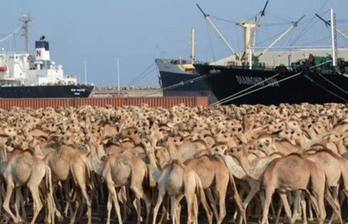 السعودية الان | 100 للأغنام و15 للإبل والأبقار.. تحديد سقف استيراد الأفراد للمواشي | الخليج الان