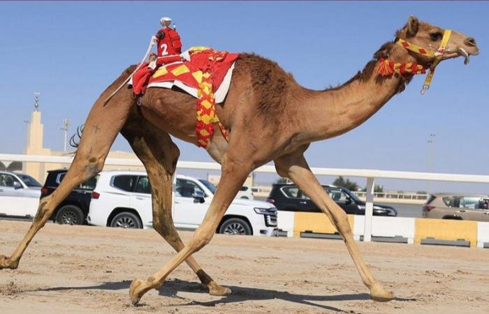 الرياضة القطرية | منافسات قوية للحقايق بالسباق المحلي الثاني للهجن العربية الاصيلة | قطر الان