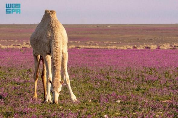 السعودية الان | ضبط 3 مخالفين لنظام البيئة | الخليج الان